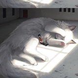 普通网友小川