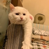 卜倒翁