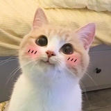 撒谎的是小狗