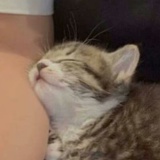 菠萝赛吨