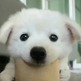 pinku