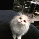 苑苑