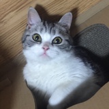 呆呆咪个呆呆