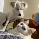 猪猪and八
