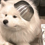 大家都是momo