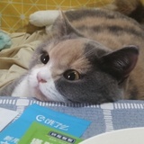 耿耿