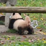 冰阔乐