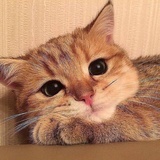 辉