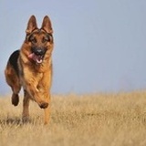 Lukas