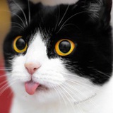 猫猫星月亮湖