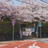 丰臣闲鹤