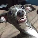 天天都是好心情