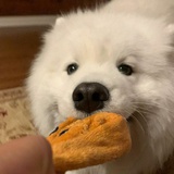 小熊猫