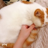 小扁扁的铲屎官