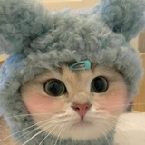 养猪指南