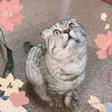 suki