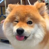 节操巨人