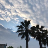 大大大花骨朵儿