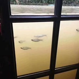 卷毛狒狒