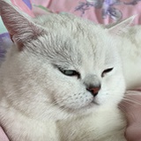 KiYo