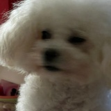 Ines