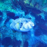 白日梦想家