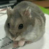 小胖栗子