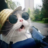 猫本