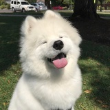 我的小狗不见了