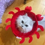 小尾巴妹妹  🌱