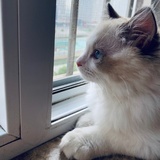 愚呜呜