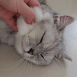 宝贝乖喵喵