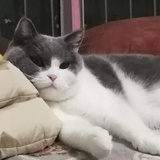 球球