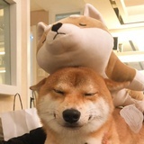 白水牛