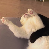 椿阿渲