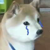 柴犬比基尼
