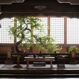 小茉莉