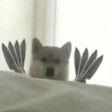 豆友195861617