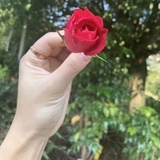小米粥