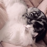 折叶笼花萝