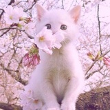 ohlittlefairy