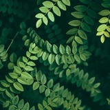 王平