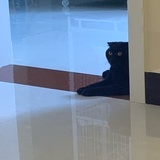 南有佳人温如墨