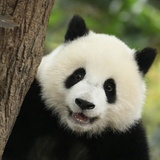 beibei