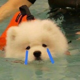 落水小狗