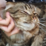 sysysy