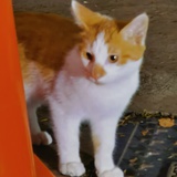 绿岛猫猫