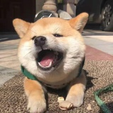 爱吃米饭的小染