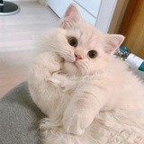 歆羽的鱼