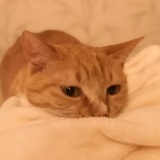 子嚣